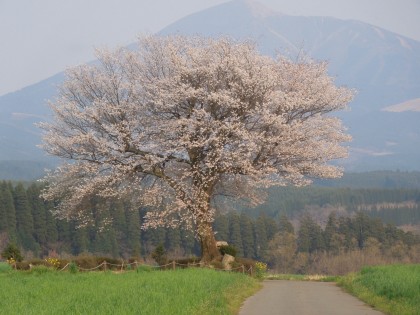 前原の一本桜